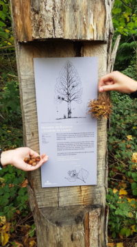 noisetier de Byzance