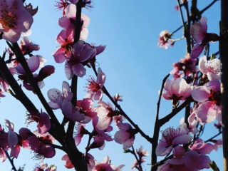 fleurs