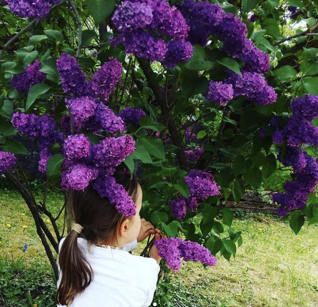 lilas