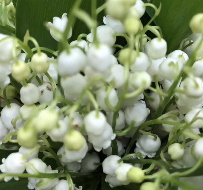 muguet