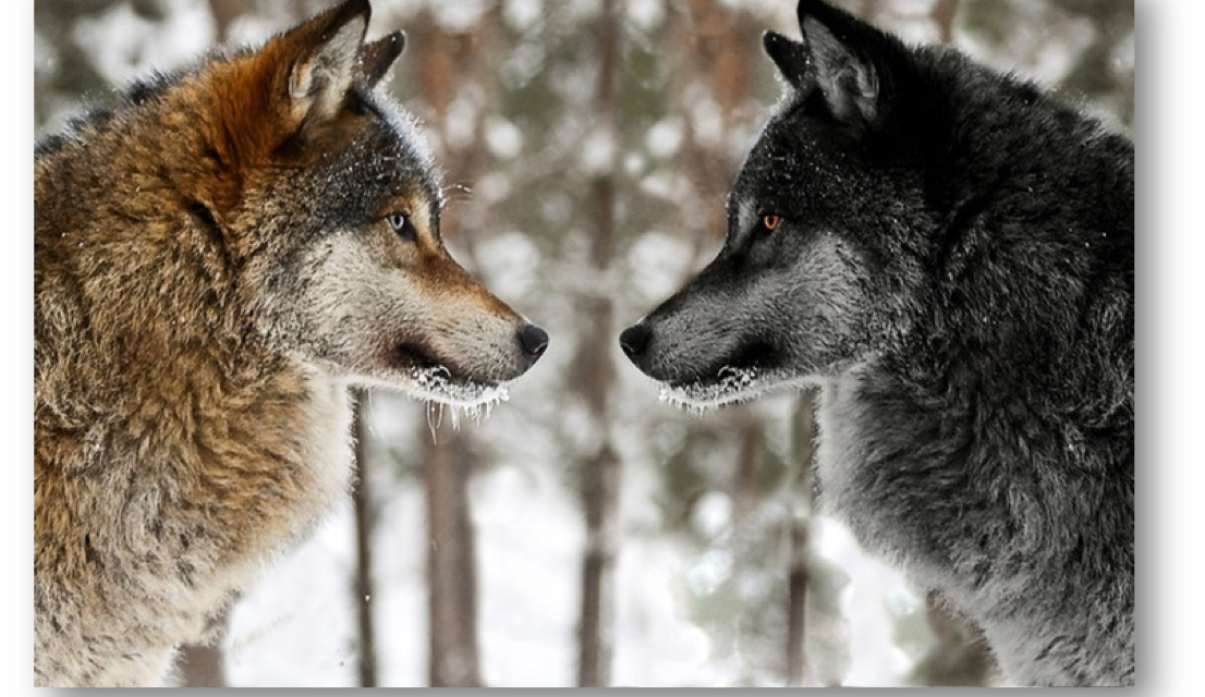 Les deux loups