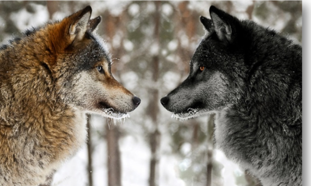 Les deux loups